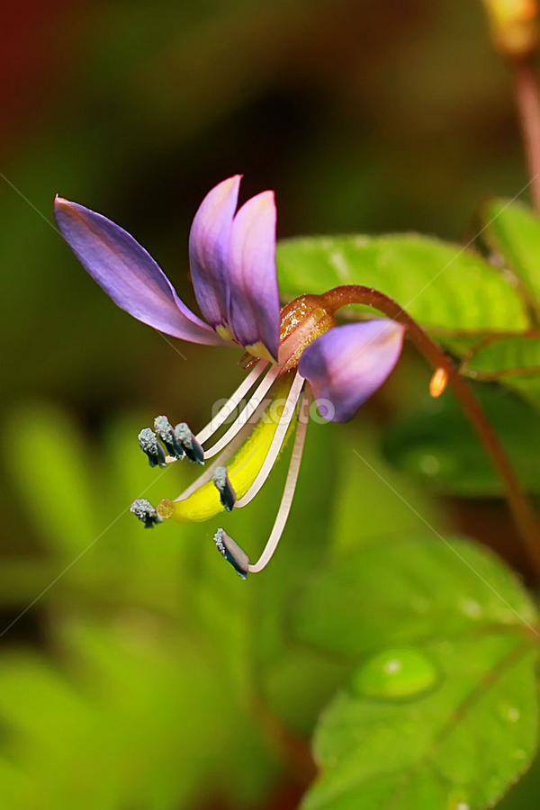 by Luxmen 46 - Flowers Single Flower