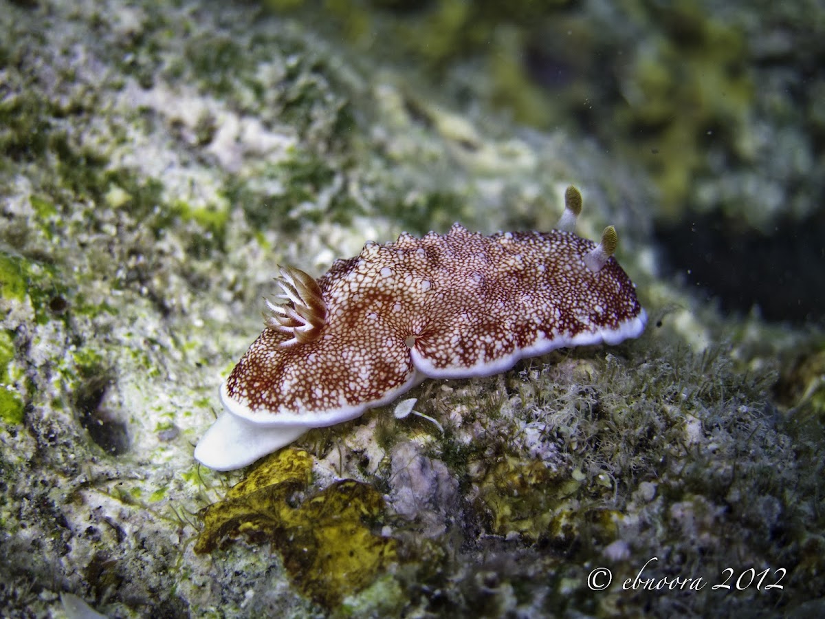 Reticulated Nudibranch