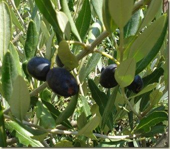 ripe olives_1_1_1