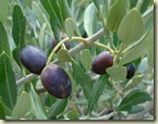 olives october_1_1