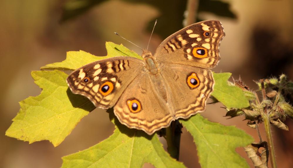 Lemon Pansy