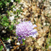 Pincushion Lucida / Svjetlucava zvjezdoglavka