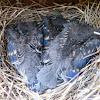 Bluebird (box #4, brood 1)