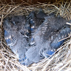 Bluebird (box #4, brood 1)