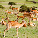 Impala