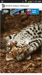 Wildlife Babies Wallpaper Screenshots 1