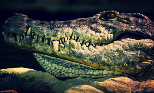 Crocodile Live Wallpaper