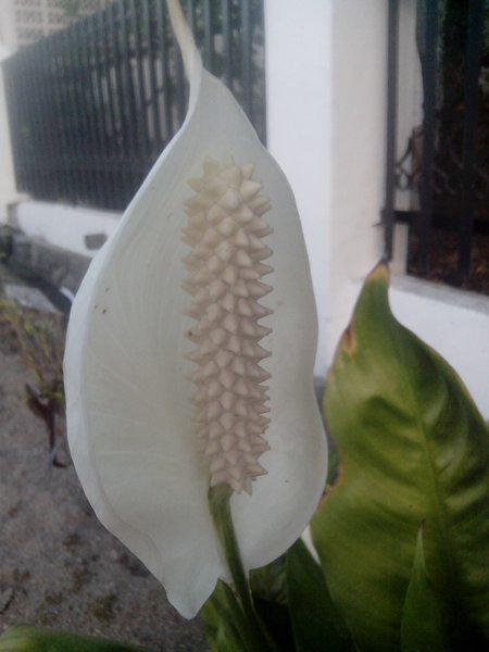 Spath or Peace Lilies