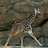 Masai Giraffe - Nashville Zoo