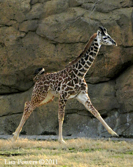 Masai Giraffe - Nashville Zoo