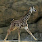 Masai Giraffe - Nashville Zoo