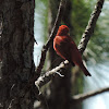 Summer Tanager