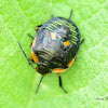 Green Stink Bug nymph