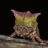 Green Horned Treehopper