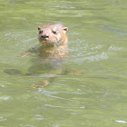 nutria - perro de agua - Neotropical otter
