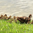 Duck family - Muscovy