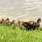 Duck family - Muscovy