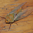 Yellow Monday Cicada