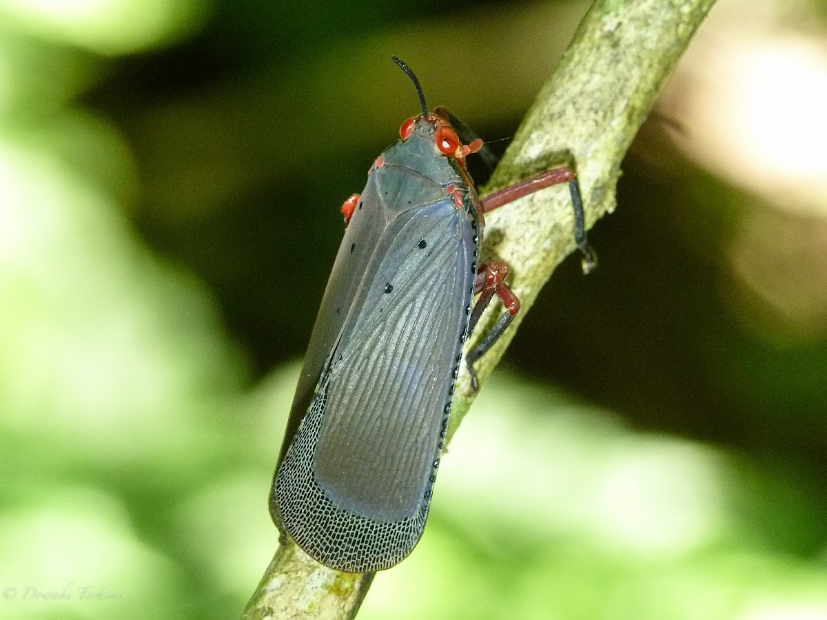 Stick-horned lanternfly