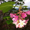 Red-flowering Currant