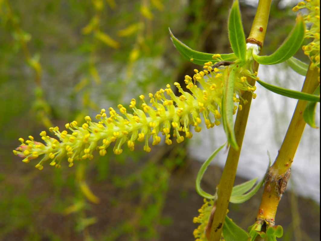 Weeping Willow Flower