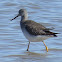 Greater Yellowlegs