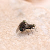 Mosca comum, Common Fly