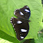 Common Eggfly (male)