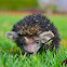 Indian long eared hedgehog