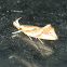 Thema moth