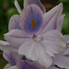 Water hyacinth