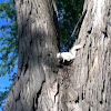 Albino Eastern Gray Squirrel