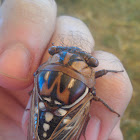 Bush Cicada