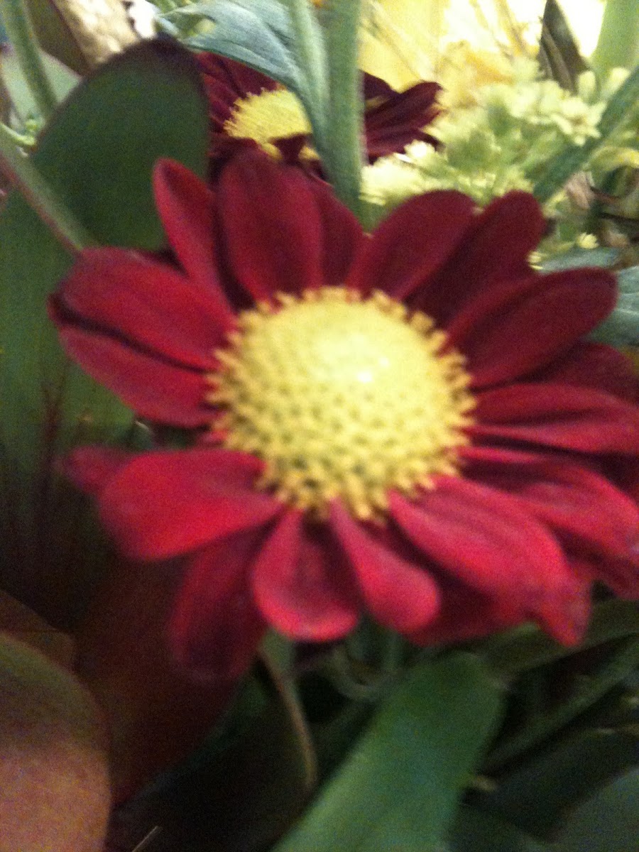 Red petals with yellow middle