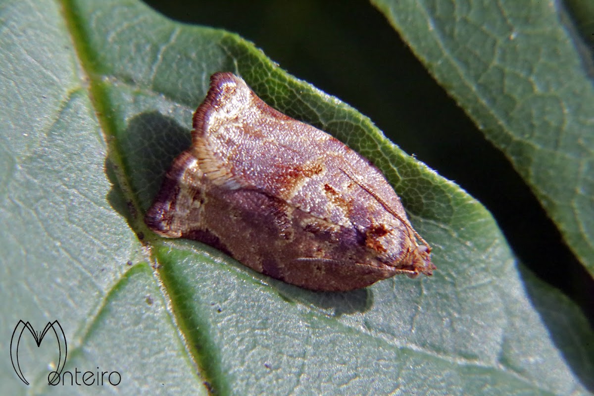 Tortrix or leafroller moth