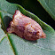 Tortrix or leafroller moth
