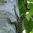 Collared tree lizard