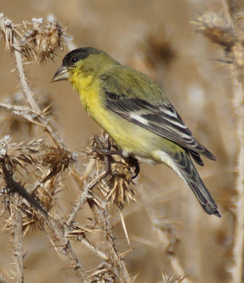 Lesser Goldfinch (male)