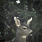 Young black tail deer