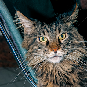 Chillin` by Luana Racan - Animals - Cats Portraits