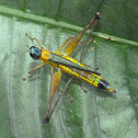 Paramastax monkey grasshopper