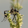 Thread-waisted wasps