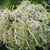 Queen Anne's Lace 