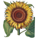 Antique Botanical Plates Lite logo