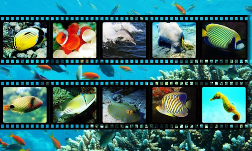 Best Sea Animals