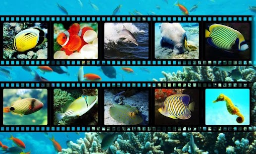How to mod Best Sea Animals patch 1.4 apk for laptop