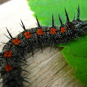 Spiny Elm Caterpillar