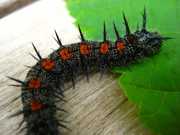 Image result for spiny elm caterpillar