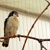 African Pygmy Falcon