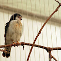 African Pygmy Falcon